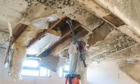 Best Black Mold Removal in Newberry, SC